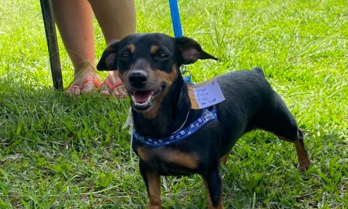 Castramóvel está em Barra Mansa com atendimentos gratuitos para cães e gatos